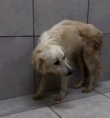 Força-tarefa resgata 130 animais de canil clandestino em Brejo Santo